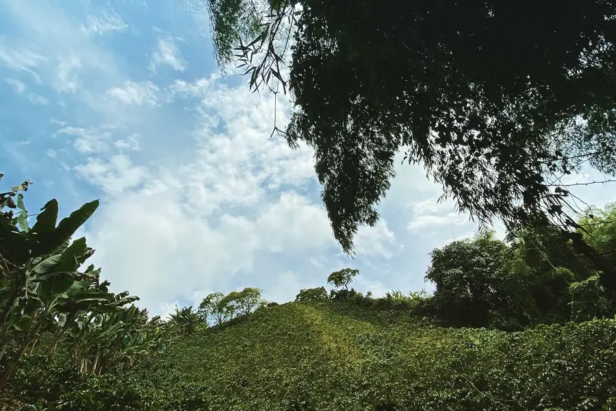 Pro Mountain Coffee · Comunidad PMC